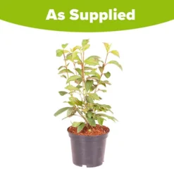 Viburnum Bodnantense 'Charles Lamont' -Gardenista Store 510709 3