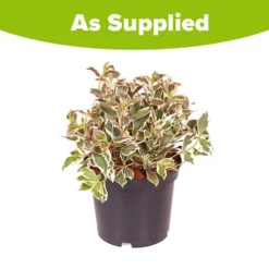 Weigela Florida 'Monet' -Gardenista Store 510710 2