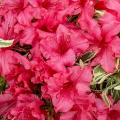 Rhododendron 'Bollywood' -Gardenista Store 510717 3