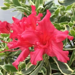 Rhododendron 'Bollywood' -Gardenista Store 510717 4