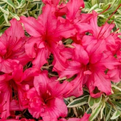 Rhododendron 'Bollywood' -Gardenista Store 510717 6