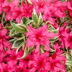 Rhododendron 'Bollywood' -Gardenista Store 510717 7