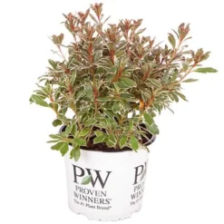 Rhododendron 'Bollywood' -Gardenista Store 510717 8