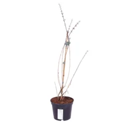 White Forsythia Abeliophyllum Distichum -Gardenista Store 510720 3