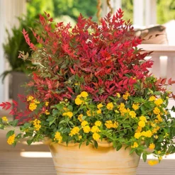 Nandina 'Obsessed' - Sacred Bamboo -Gardenista Store 510759 2