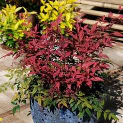 Nandina 'Obsessed' - Sacred Bamboo -Gardenista Store 510759 3