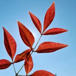 Nandina 'Obsessed' - Sacred Bamboo -Gardenista Store 510759 4