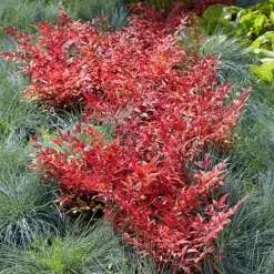 Nandina 'Obsessed' - Sacred Bamboo -Gardenista Store 510759 5