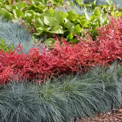 Nandina 'Obsessed' - Sacred Bamboo -Gardenista Store 510759 7