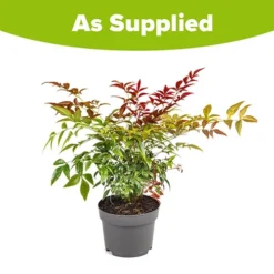 Nandina 'Obsessed' - Sacred Bamboo -Gardenista Store 510759 8