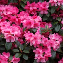 Rhododendrons (Japanese Azalea) Collection -Gardenista Store 510804 1