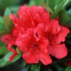 Rhododendrons (Japanese Azalea) Collection -Gardenista Store 510804 2
