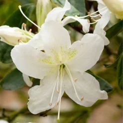 Rhododendrons (Japanese Azalea) Collection -Gardenista Store 510804 3