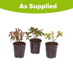 Rhododendrons (Japanese Azalea) Collection -Gardenista Store 510804 4