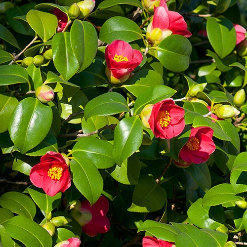 Camellia Vernalis 'Yuletide' 2 Camellia Vernalis 'Yuletide' - Image 2