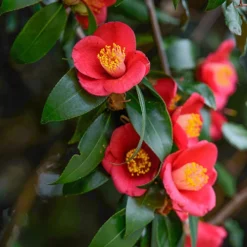 Camellia Vernalis 'Yuletide' 6 Camellia Vernalis 'Yuletide' -Gardenista Store 510818 2