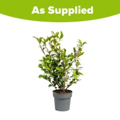 Camellia Vernalis 'Yuletide' 7 Camellia Vernalis 'Yuletide' -Gardenista Store 510818 3