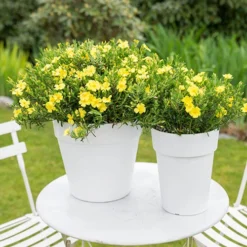 Halimium 'April Sun' In 2L Pot -Gardenista Store 510840 1