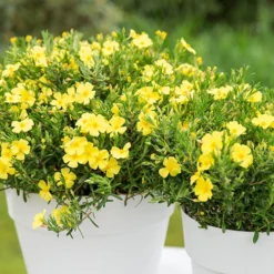 Halimium 'April Sun' In 2L Pot -Gardenista Store 510840 2