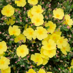 Halimium 'April Sun' In 2L Pot -Gardenista Store 510840 3