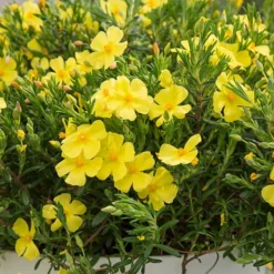 Halimium 'April Sun' In 2L Pot -Gardenista Store 510840 6