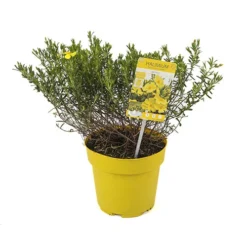 Halimium 'April Sun' In 2L Pot -Gardenista Store 510840 7