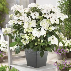 Hydrangea 'Runaway Bride'