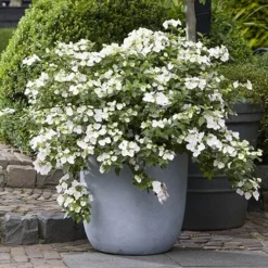 Hydrangea 'Runaway Bride' -Gardenista Store 510841 2