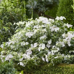 Hydrangea 'Runaway Bride' -Gardenista Store 510841 4