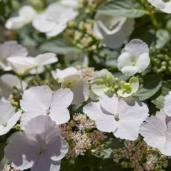 Hydrangea 'Runaway Bride' -Gardenista Store 510841 7
