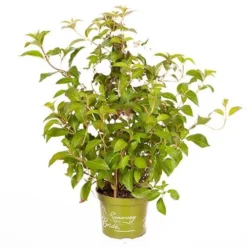 Hydrangea 'Runaway Bride' -Gardenista Store 510841 8