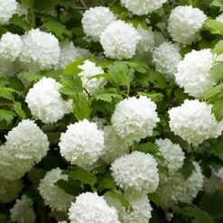 Snowball Tree Viburnum Opulus 'Roseum'