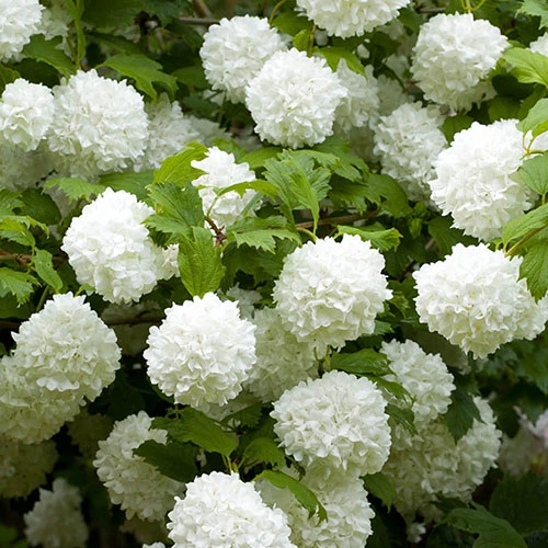 Snowball Tree Viburnum Opulus 'Roseum' 1 Snowball Tree Viburnum Opulus 'Roseum'