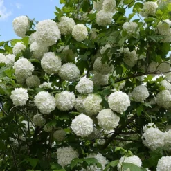 Snowball Tree Viburnum Opulus 'Roseum' 5 Snowball Tree Viburnum Opulus 'Roseum' -Gardenista Store 510895 2