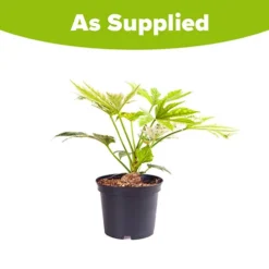 Caster Oil Plant Fatsia Japonica 'Spider's Web' 7 Caster Oil Plant Fatsia Japonica 'Spider's Web' -Gardenista Store 510910 3