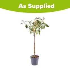 Viburnum 'Eskimo' Standard -Gardenista Store 510944 2