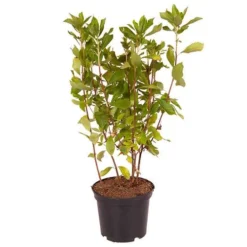 Summersweet Clethra Alnifolia 'Pink Spire' -Gardenista Store 510958 2