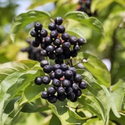 Cornus Sanguinea 'Anny's Winter Orange' -Gardenista Store 510959 2