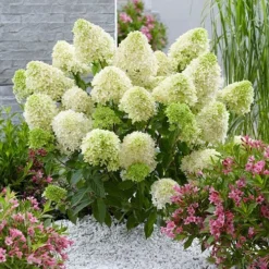 Hydrangea Paniculata 'Skyfall' -Gardenista Store 510964 2