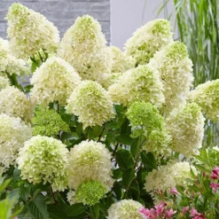 Hydrangea Paniculata 'Skyfall' -Gardenista Store 510964 3