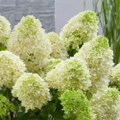 Hydrangea Paniculata 'Skyfall' -Gardenista Store 510964 4