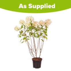 Hydrangea Paniculata 'Skyfall' -Gardenista Store 510964 5