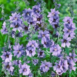 Tree Mallow Lavatera 'Blue Bird'