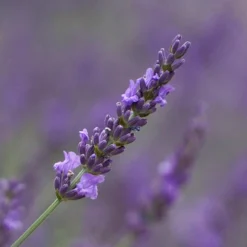 Lavender Lavandula Intermedia 'Phenomenal' -Gardenista Store 510967 1
