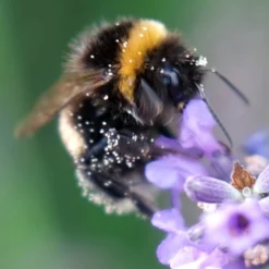 Lavender Lavandula Intermedia 'Phenomenal' -Gardenista Store 510967 2
