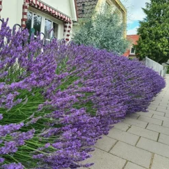 Lavender Lavandula Intermedia 'Phenomenal' -Gardenista Store 510967 3
