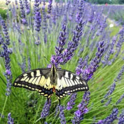 Lavender Lavandula Intermedia 'Phenomenal' -Gardenista Store 510967 4