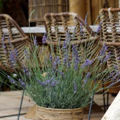 Lavender Lavandula Intermedia 'Phenomenal' -Gardenista Store 510967 5