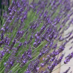 Lavender Lavandula Intermedia 'Phenomenal' -Gardenista Store 510967 6