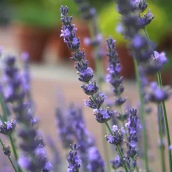 Lavender Lavandula Intermedia 'Phenomenal' -Gardenista Store 510967 7